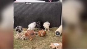 VIDEO Șapte pui de găină crescuți pe balconul unui bloc din Oradea au cucerit internetul. O poveste virală cu final fericit